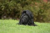 LHASSA APSO 154